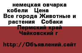 немецкая овчарка кобели › Цена ­ 25 000 - Все города Животные и растения » Собаки   . Пермский край,Чайковский г.